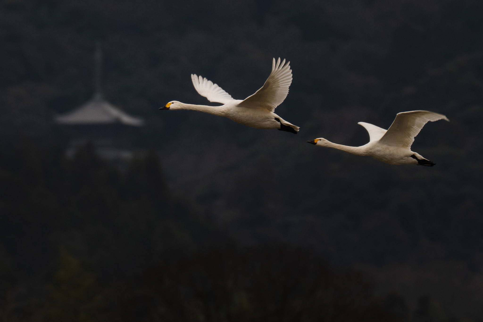 白鳥と塔