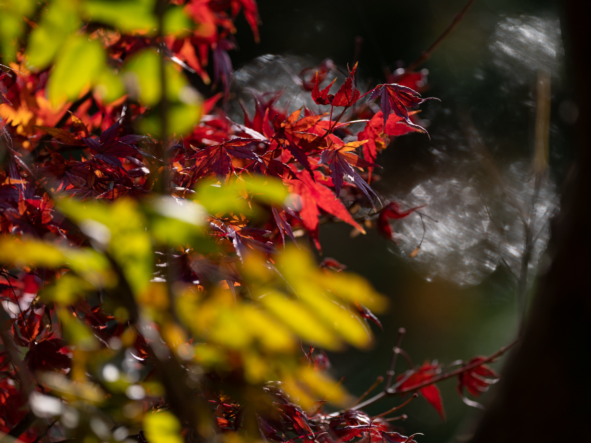 紅葉