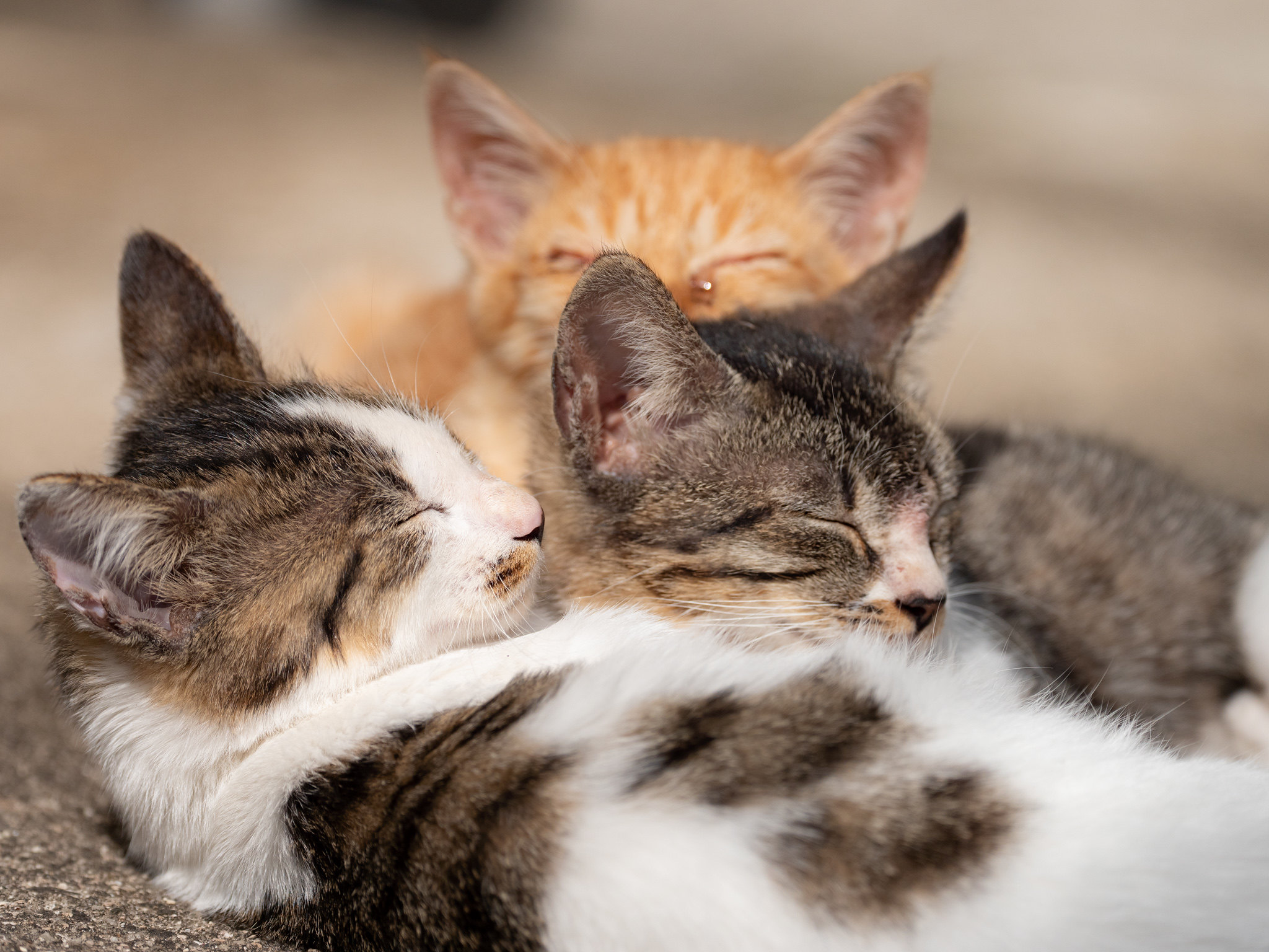 子猫
