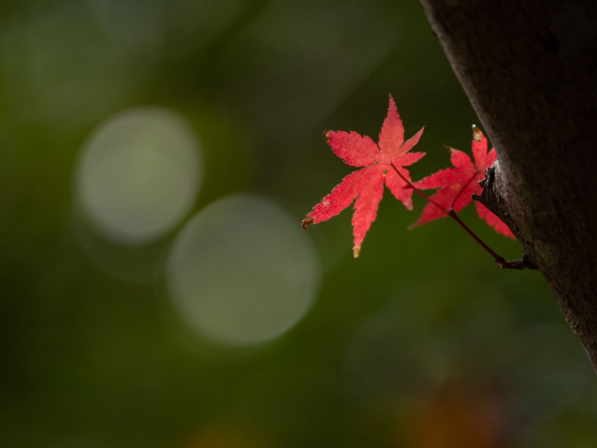 紅葉