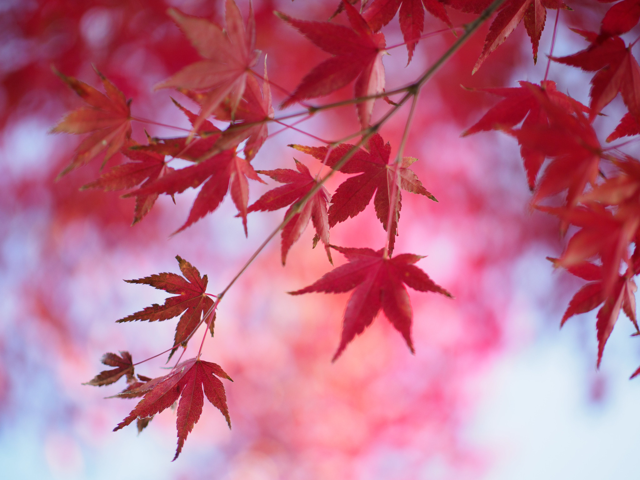 紅葉