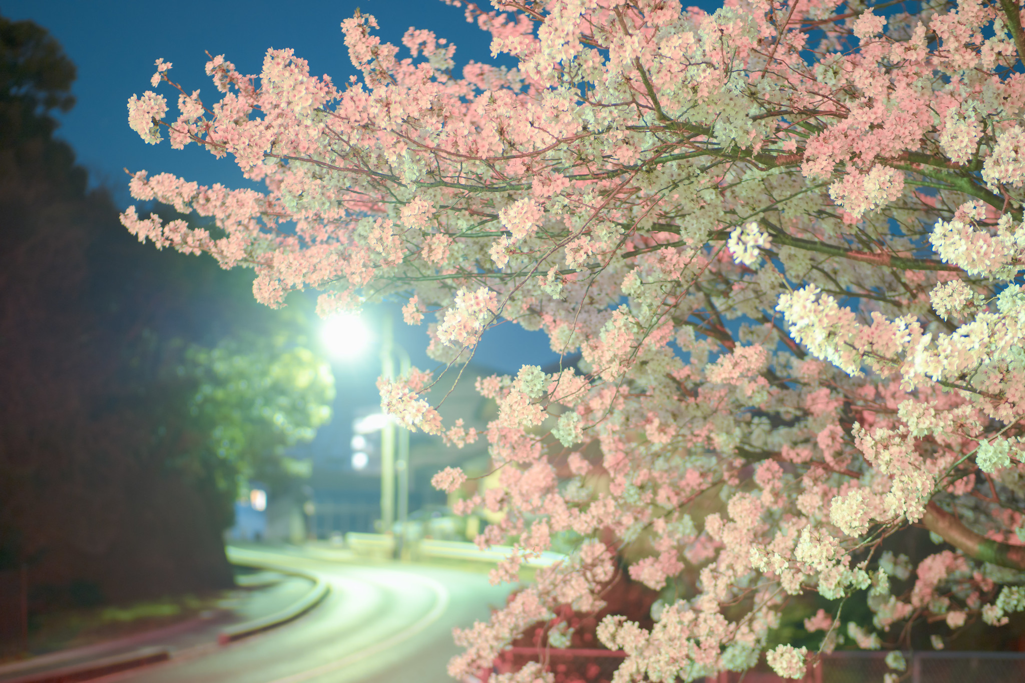 桜
