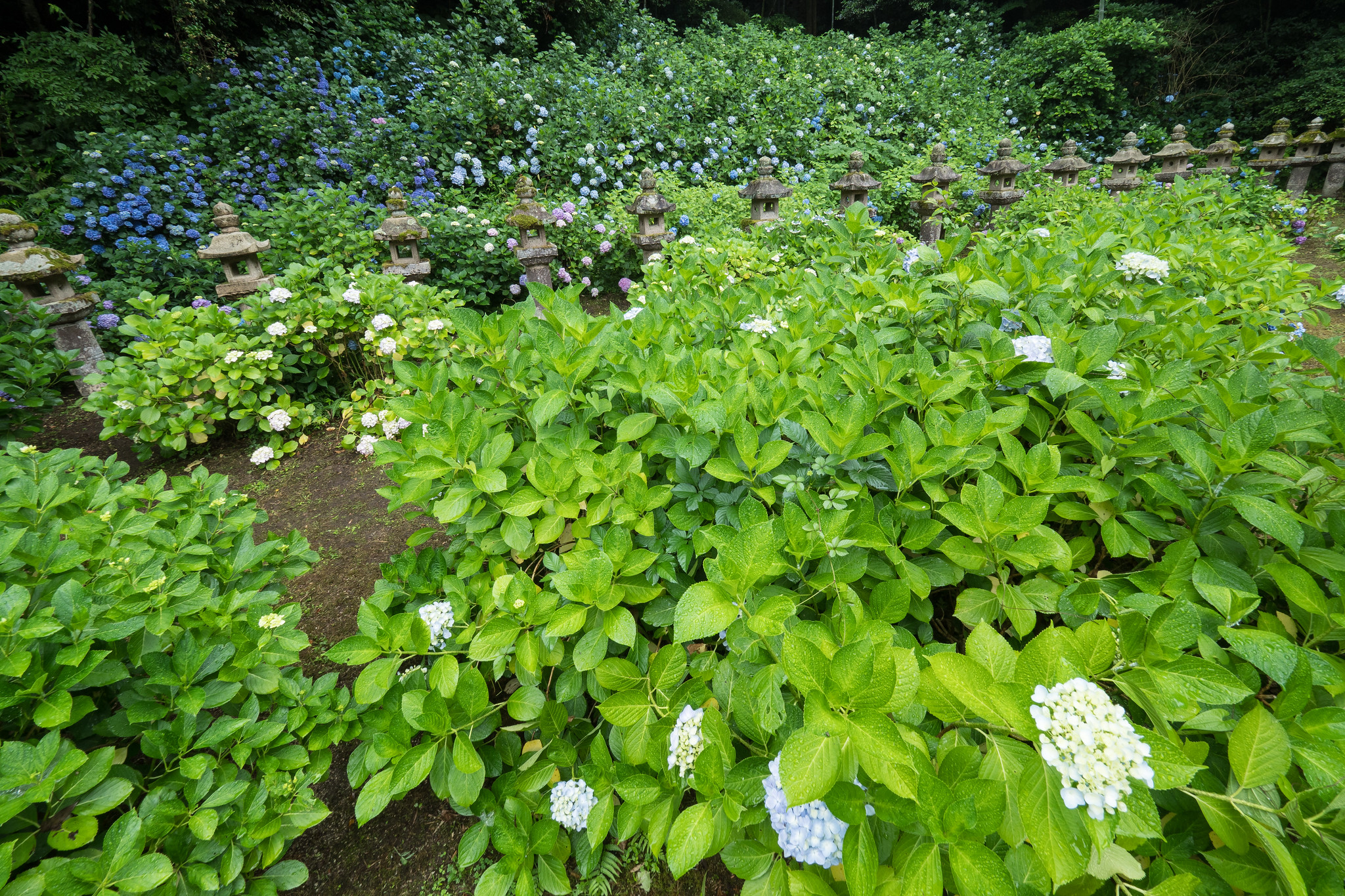 紫陽花