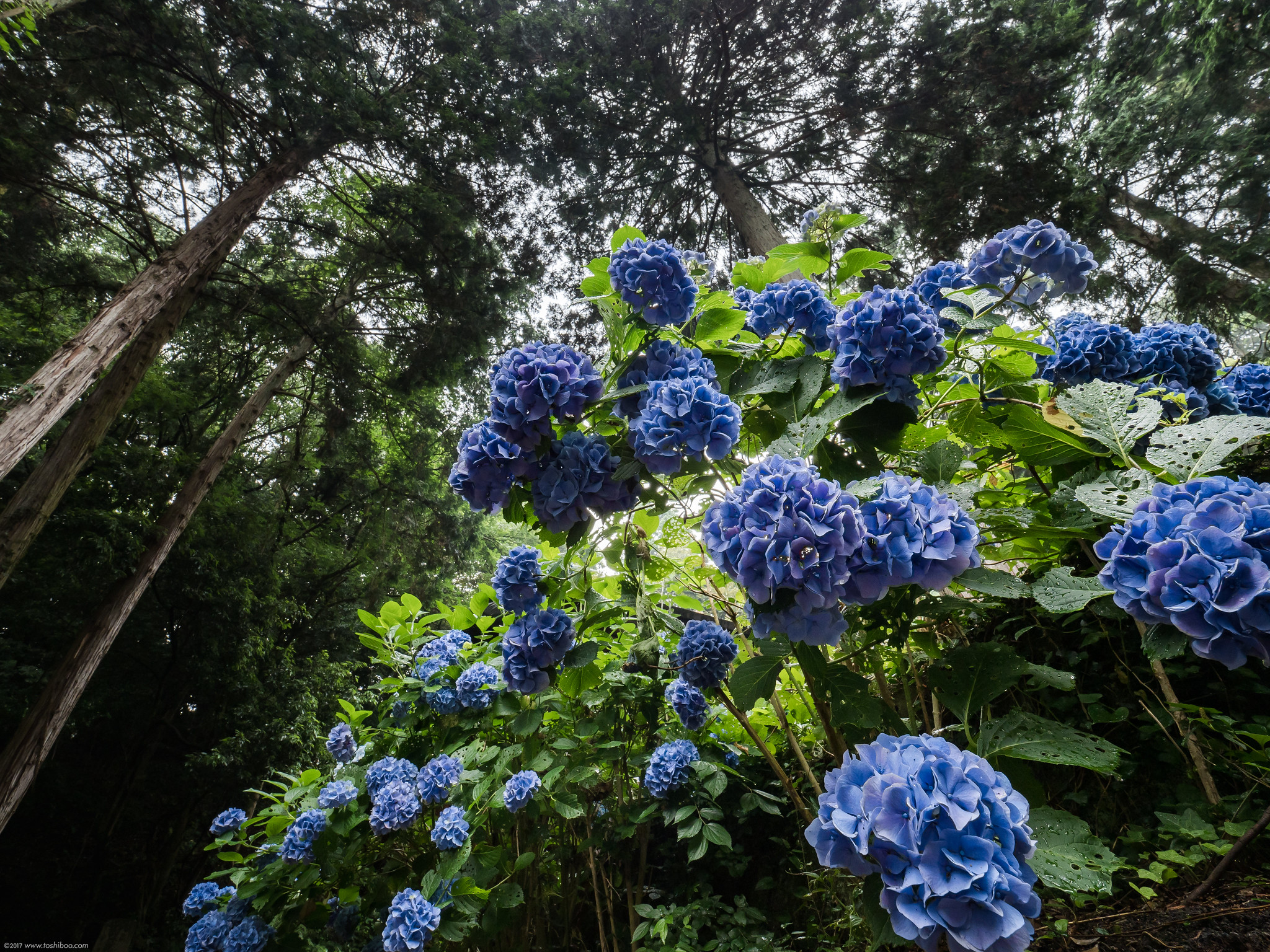 紫陽花