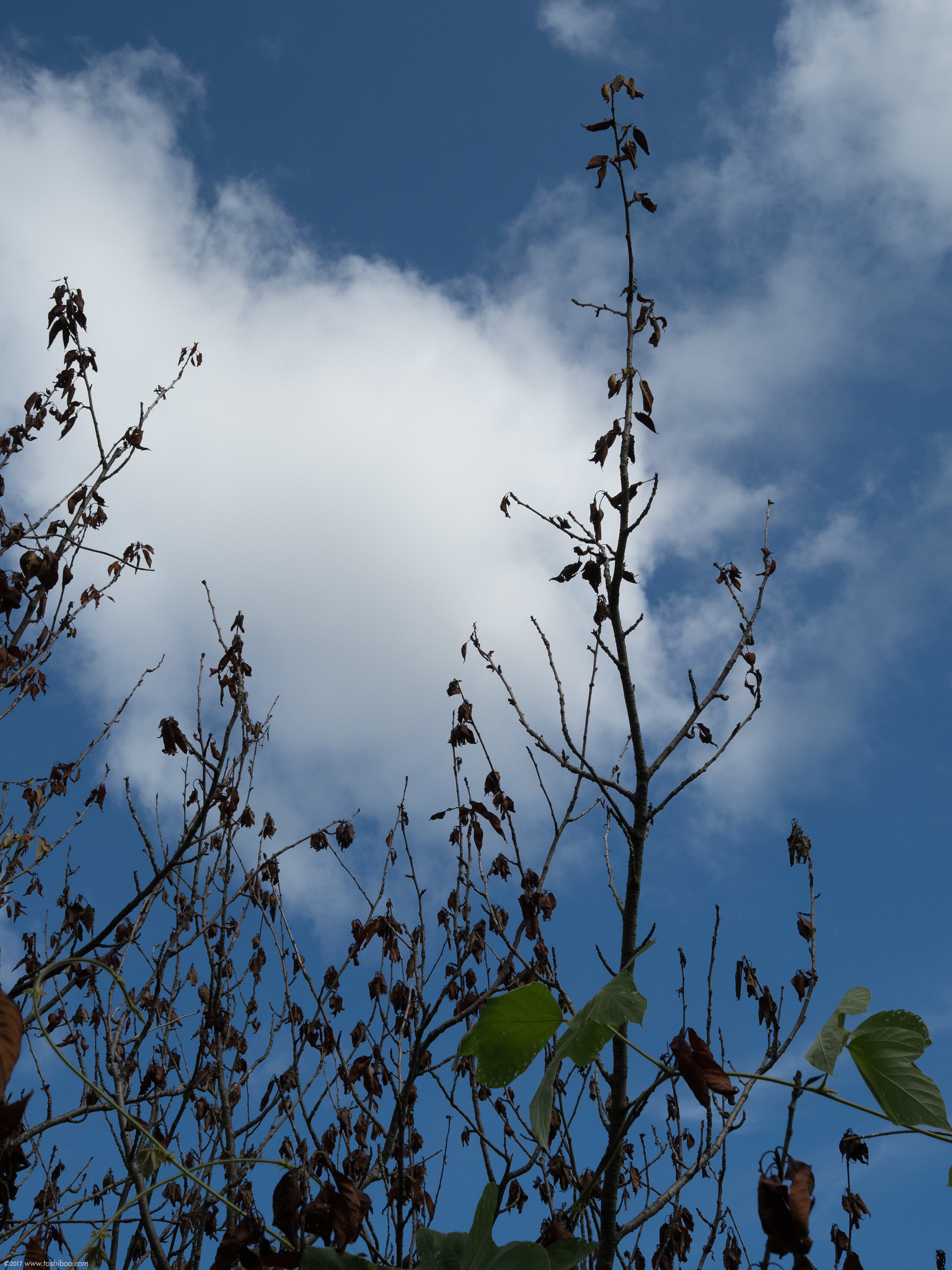 空