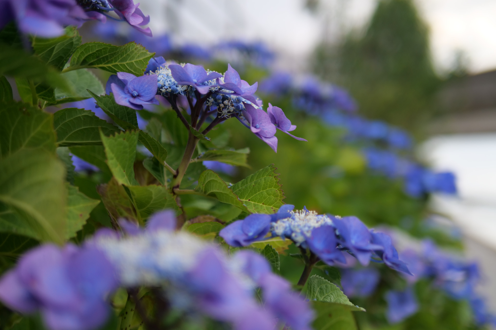 DC-G9_1-2000 秒 (f - 1.4)ISO 200