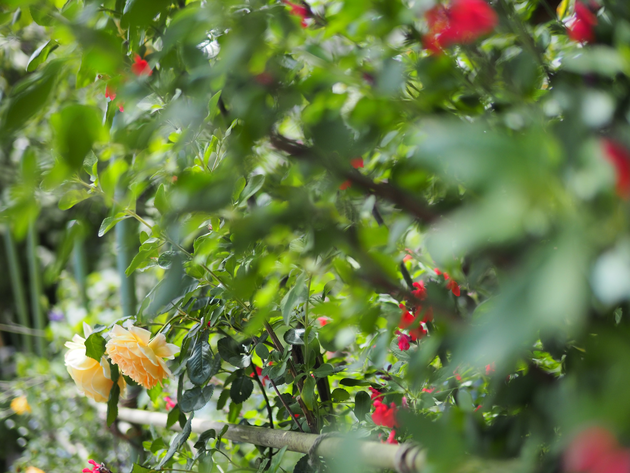 E-M5MarkIII_1-3200 秒 (f - 1.4)ISO 200
