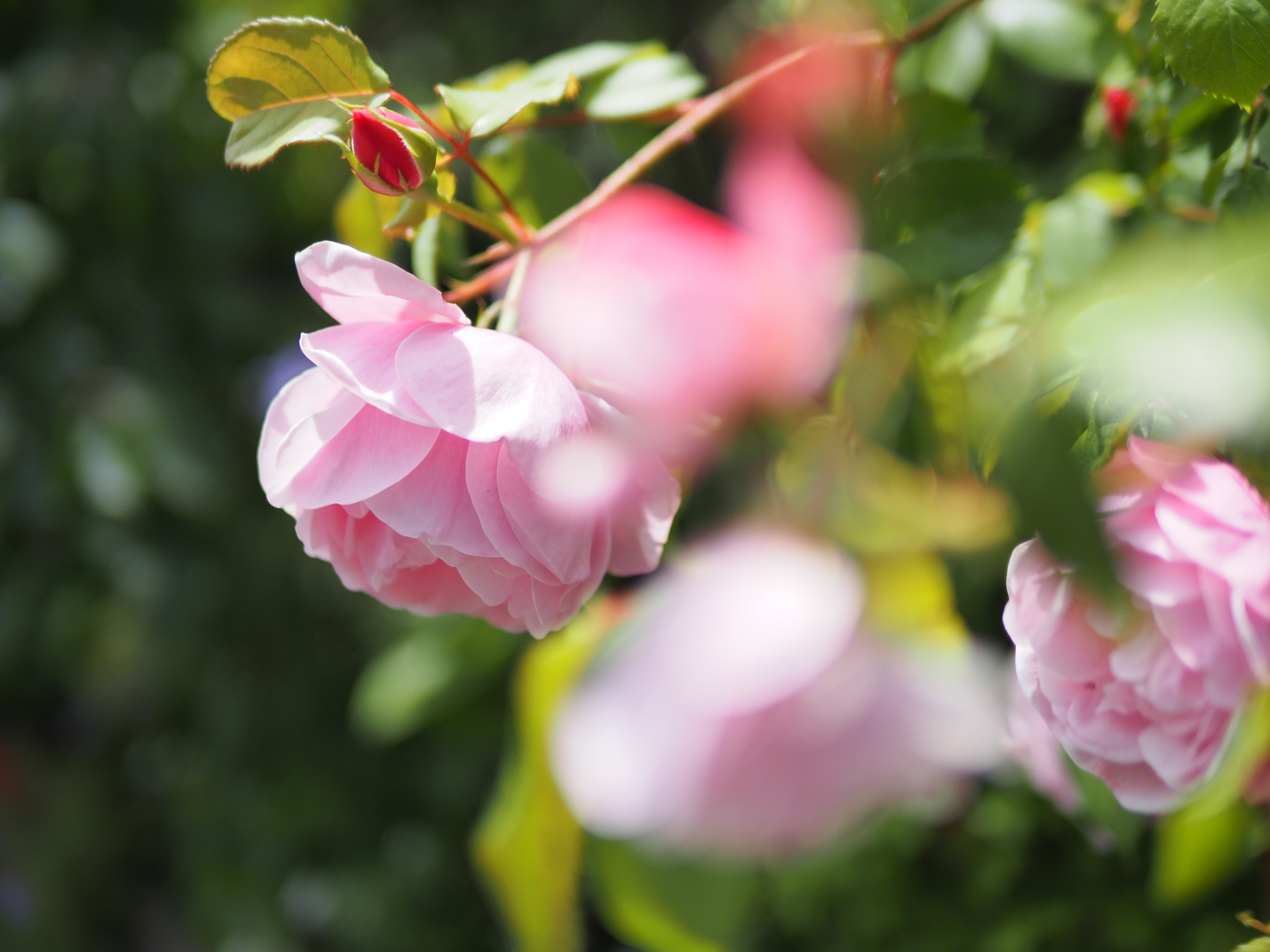 E-M5MarkIII_1-8000 秒 (f - 1.4)ISO 200
