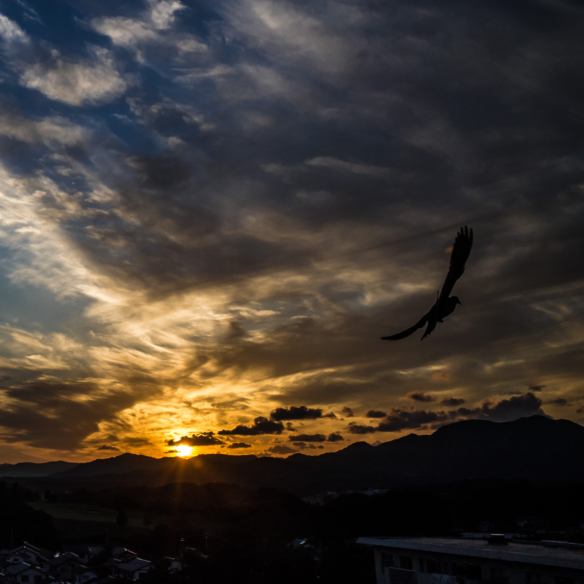 夕景と鳥