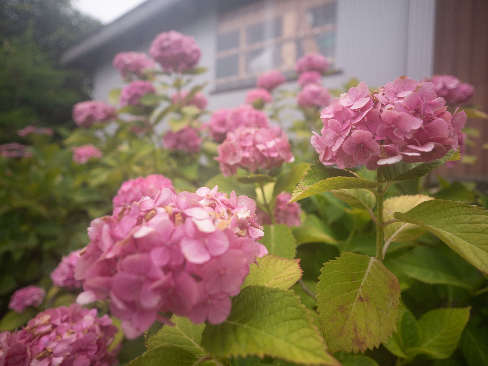 LUMIX GF9 + LEICA DG SUMMILUX 9/F1.7　ノスタルトーン ブルー