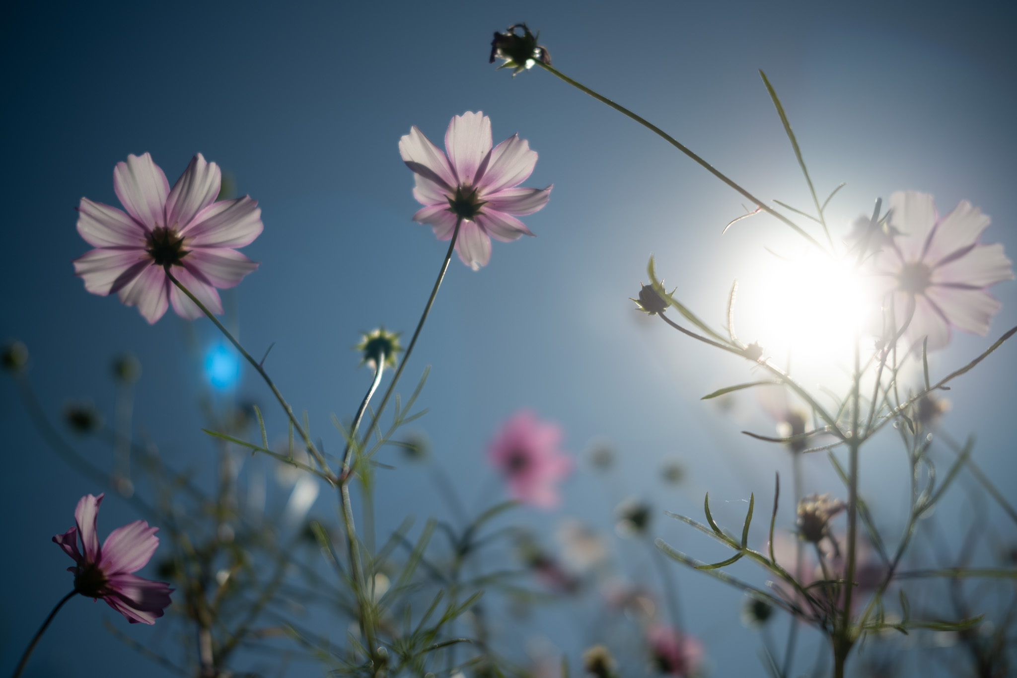 Sigma fp + 45mmF2.8 DGDN　ノスタルトーン オレンジ