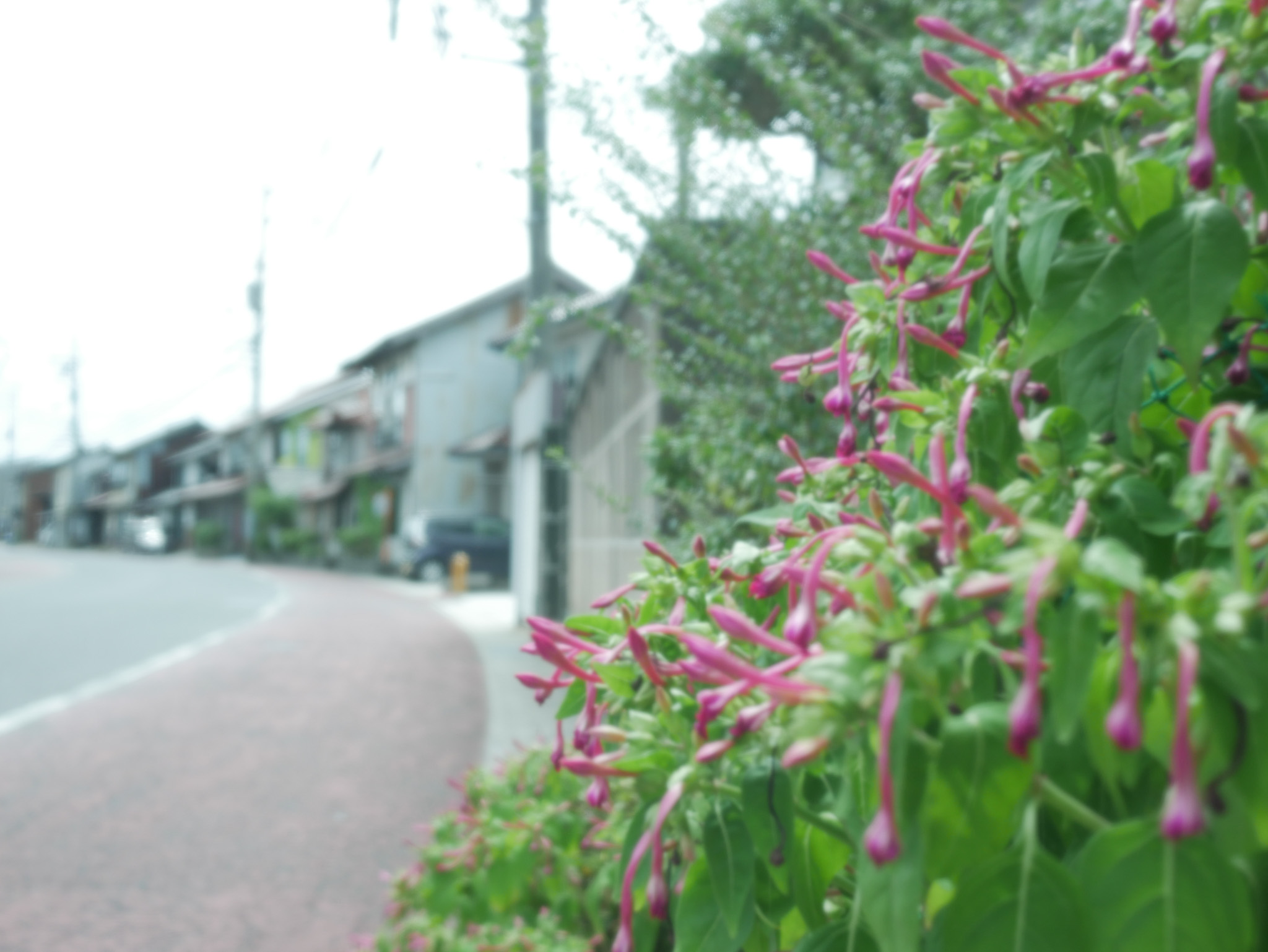 LUMIX GF9 + 20mmF1.7II　なついろパンチ！