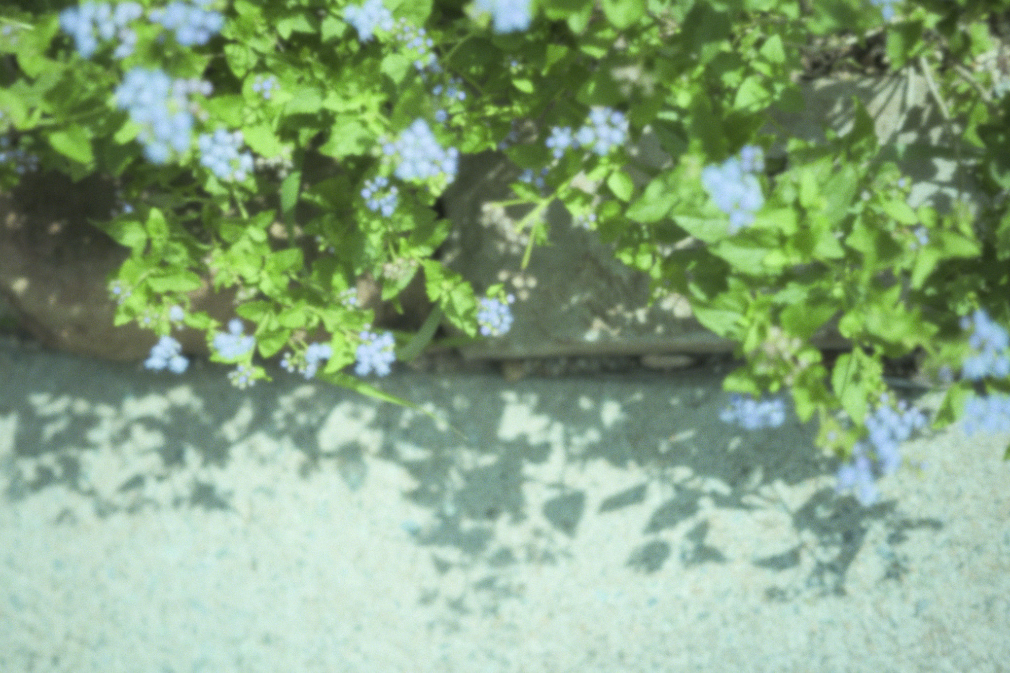 Sigma fp + 45mmF2.8 DGDN　なついろパンチ！