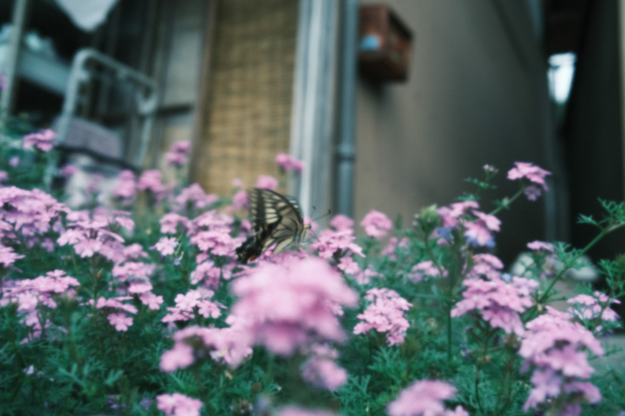 Fujifilm X100V　なついろパンチ！
