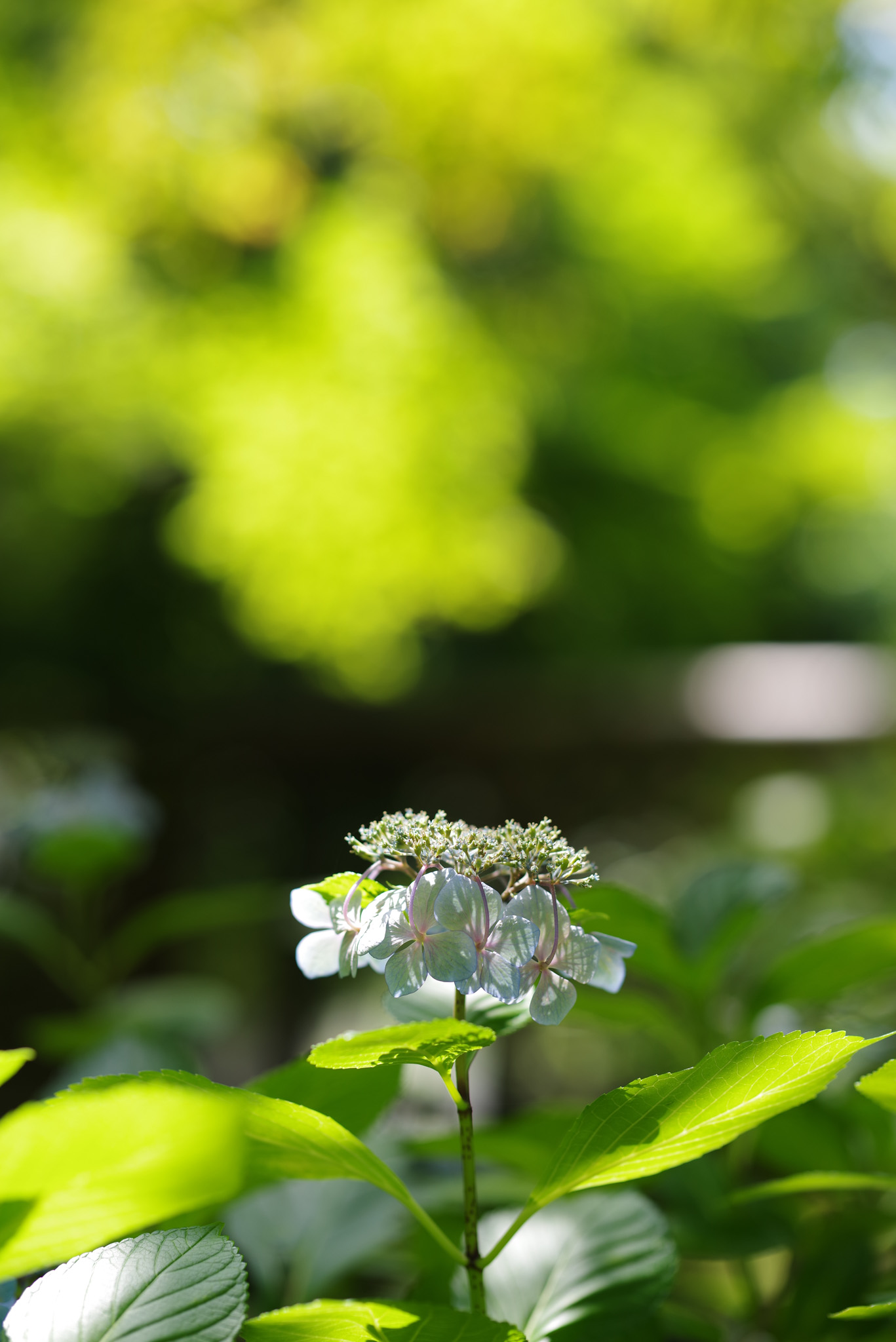 85mm F1.4 ED SDM AW
