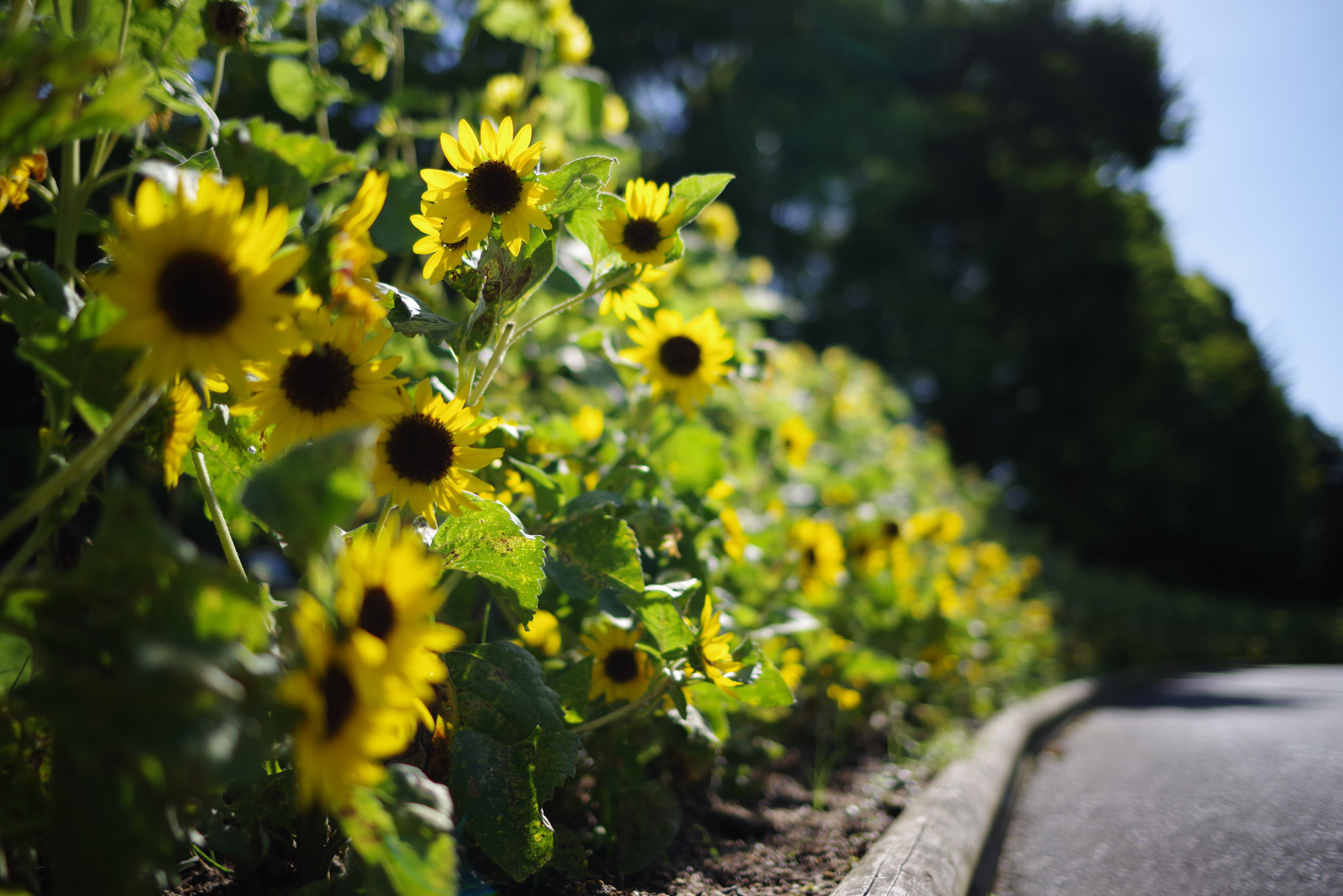 FA 31mm F1.8AL Limited