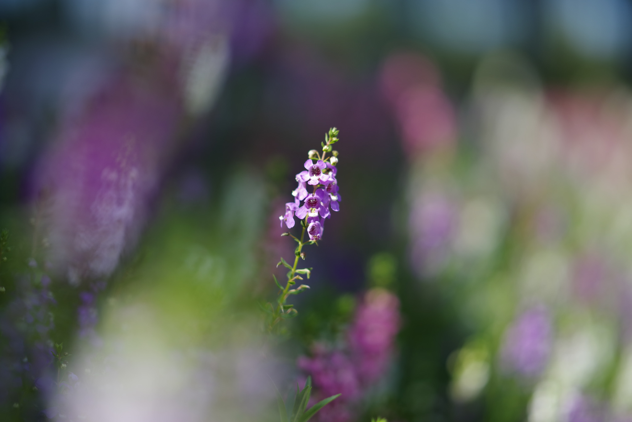 FA* 85mm F1.4 ED SDM AW