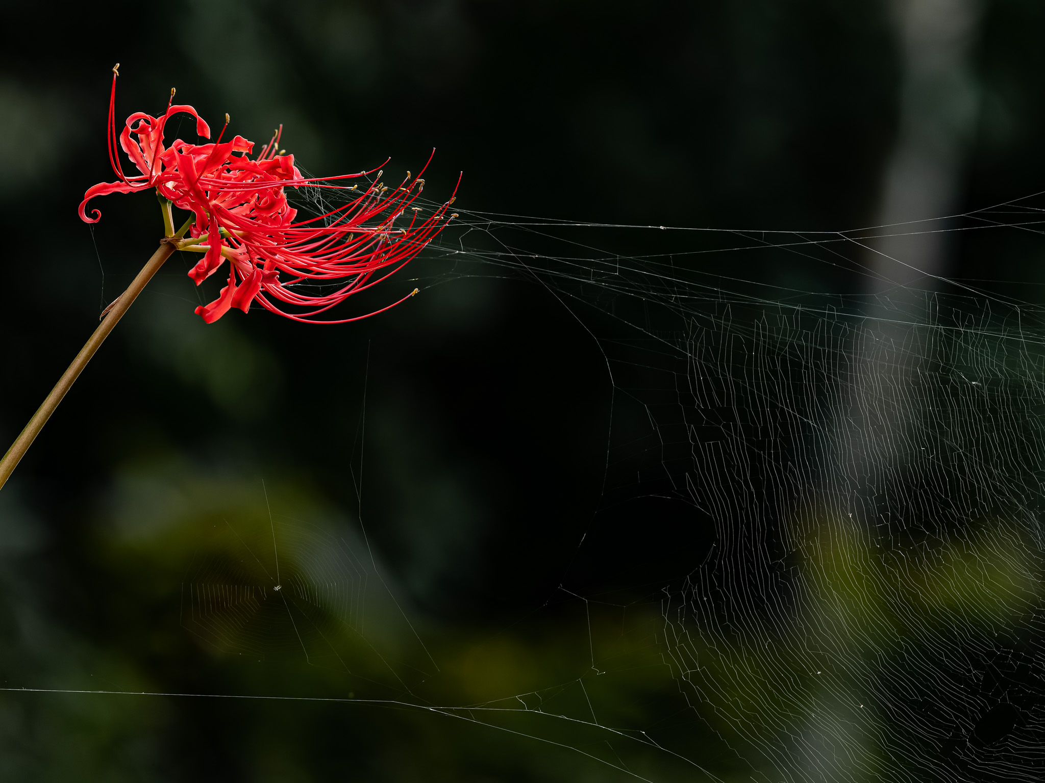 LUMIX G9 PRO + 200mm f2.8