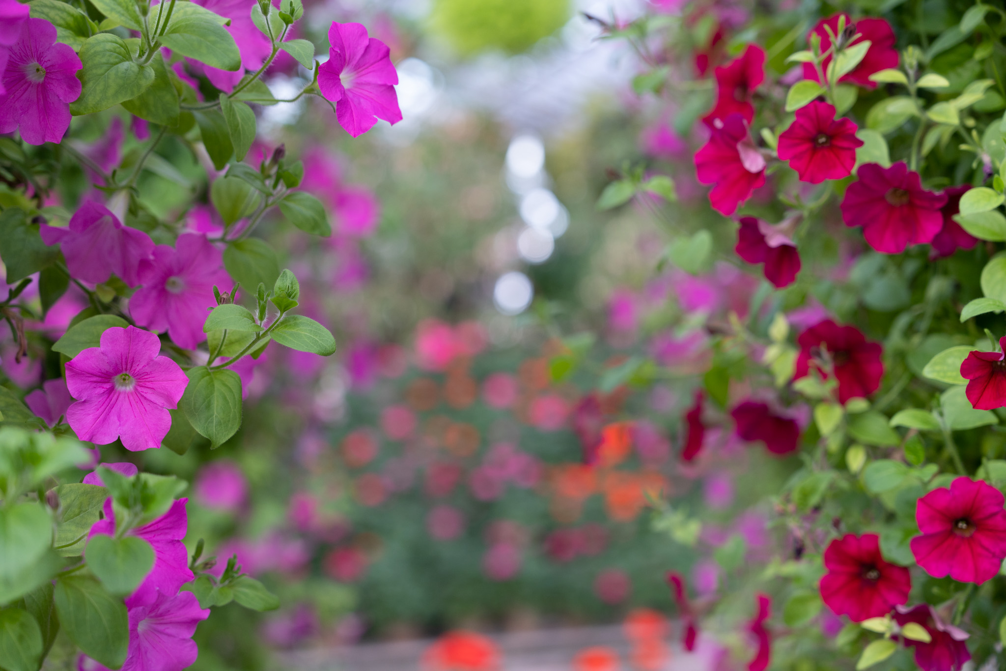 α7R V + 2470GM2